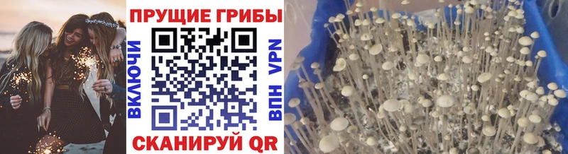 Галлюциногенные грибы мицелий  Барыш 